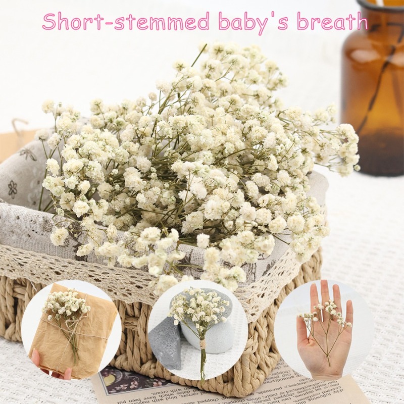 Dried Flower Bulk - 50 pezzi di Fiori di Gypsophila