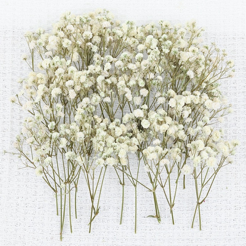 50 pezzi di Fiori di Gypsophil - Dried Flower Bulk recensione e prezzo